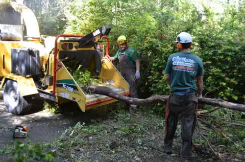 tree services Indian Springs Village